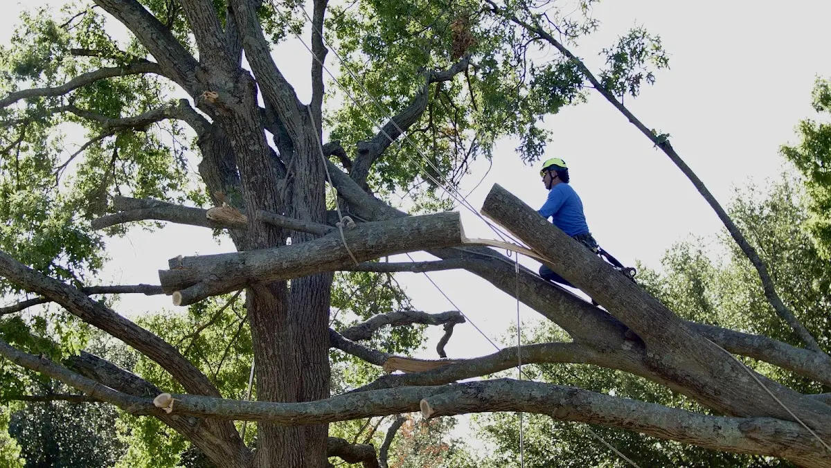 Professional Crown Thinning performed by certified arborists in Worley