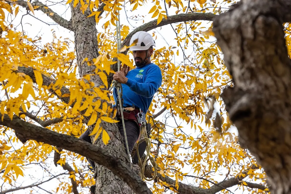 Skilled Tree Pruning crew working in Worley
