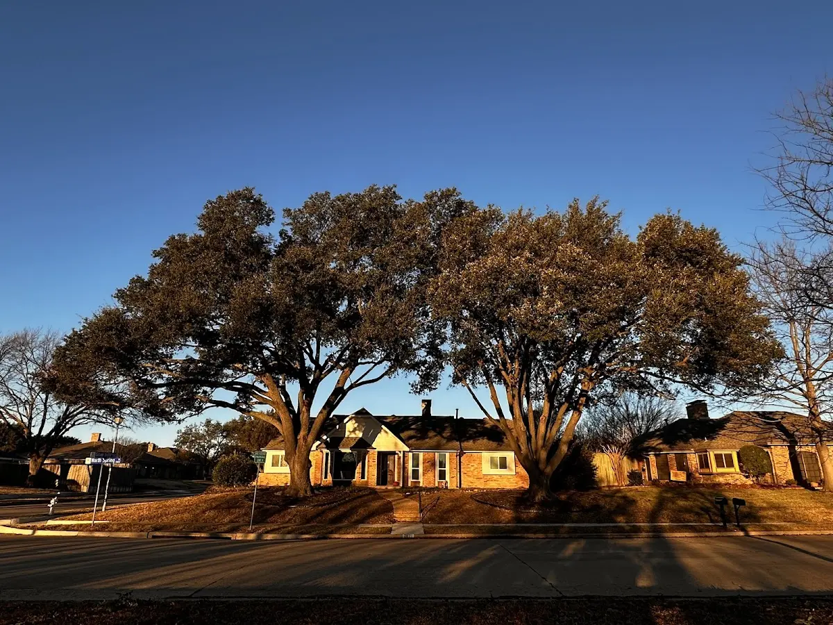 Established residential canopy tree shading a home in Worley