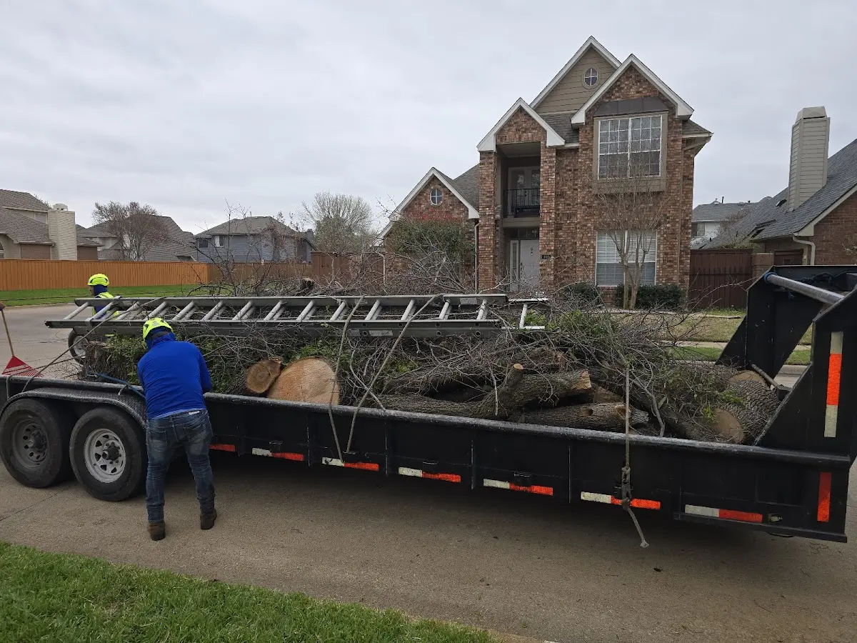 Expert Tree Removal with proper safety equipment in Worley